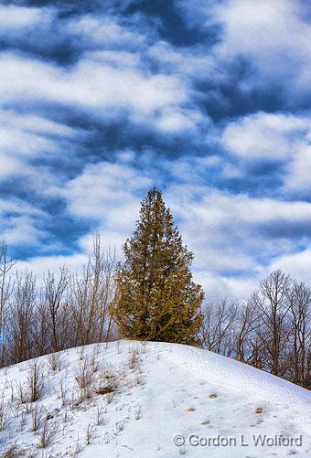 Tree On A Hill_21425.jpg - Photographed near Playfairville, Ontario, Canada.